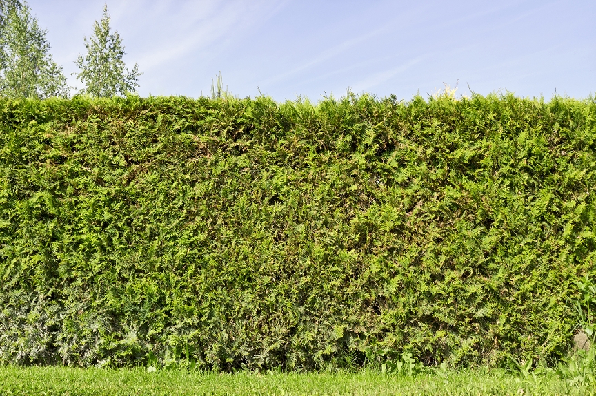 Cost Of Hedge Trimming, Price of Hedge Cutting, Tree Surgeons