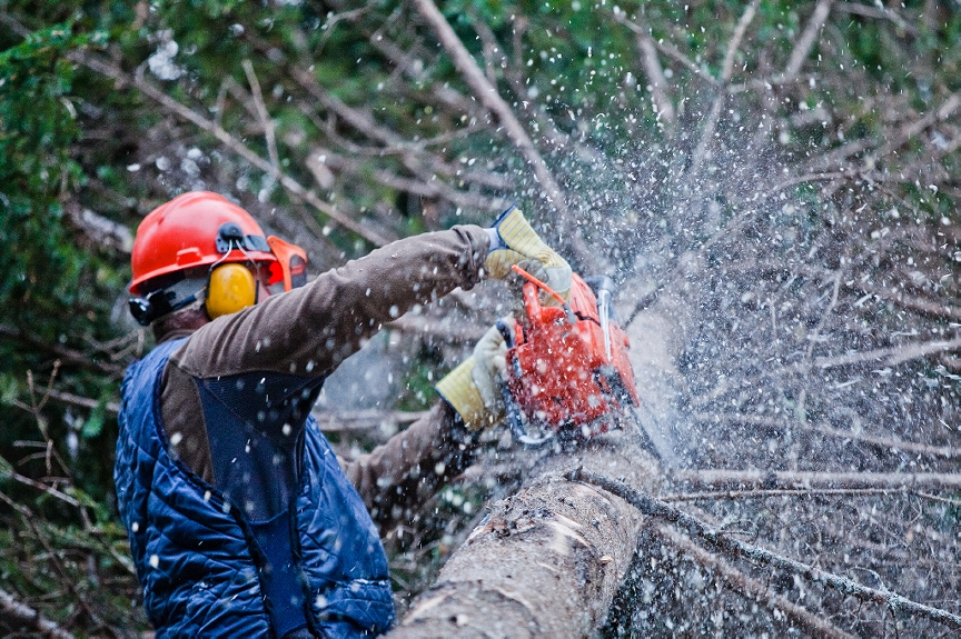 Tree Cutting In Birmingham, West Midlands, Low Prices