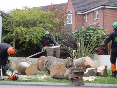 Tree removal in Birmingham, logging and chopping the trunk up